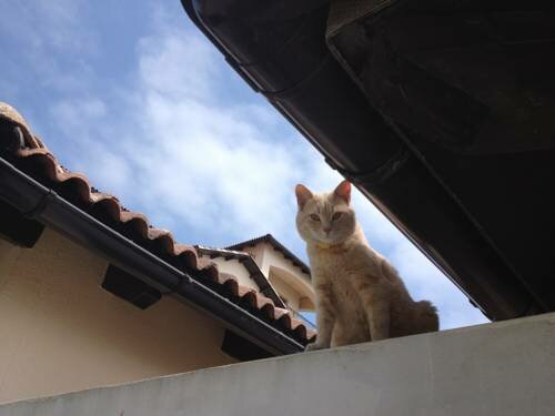 Гостиница Тортуга Небуг-57