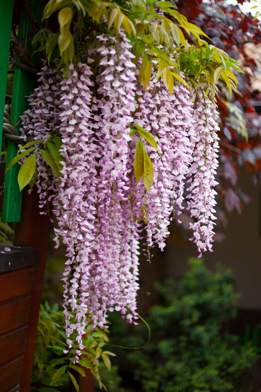 Гостиница Тортуга Небуг-33