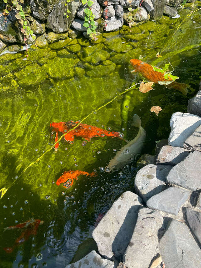 Гостиница Тортуга Небуг-112